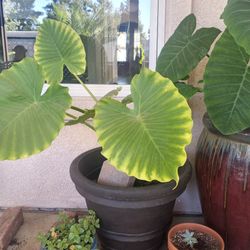 RESIN POT WITH ELEPHANT EAR 