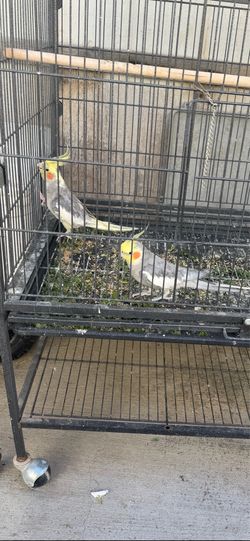 Cage bird
