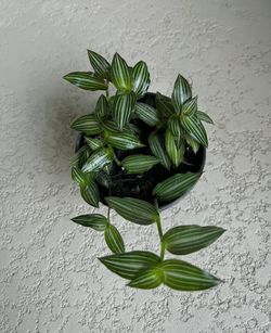 Tradescantia  Callisia Elegans  Plant 