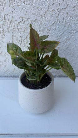 Syngonium Dwarf Princess