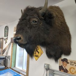 Buffalo 