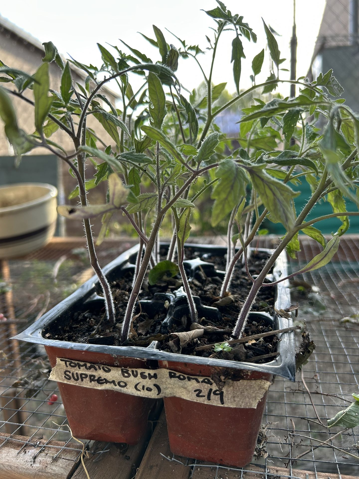 Tomato Bush Roma “Supremo” 4” Plant