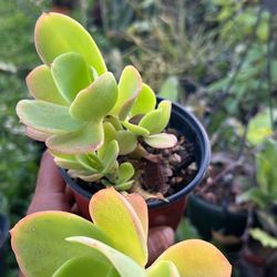 Echeverría Pallida Succulent 4” Huge Growing 