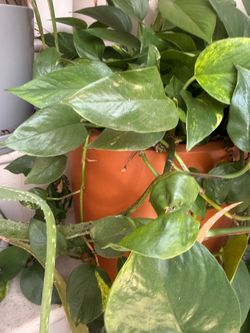 Golden pontos plant in red round pot