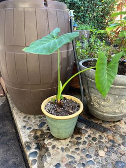Young alocasia - Potted