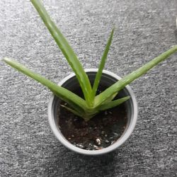 Aloe Plant 