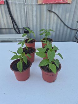 Jalapeño Pepper Seedlings in Pots – $3 dollars each limit 2 plants