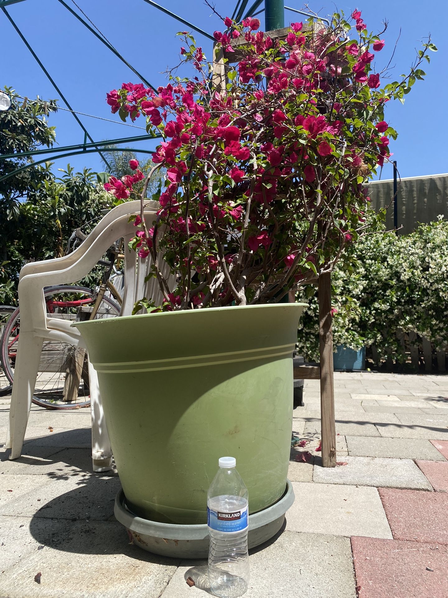 Bougainvillea Plants