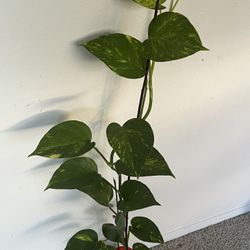 Plant 🪴 LOVELY PLANT IS REAL