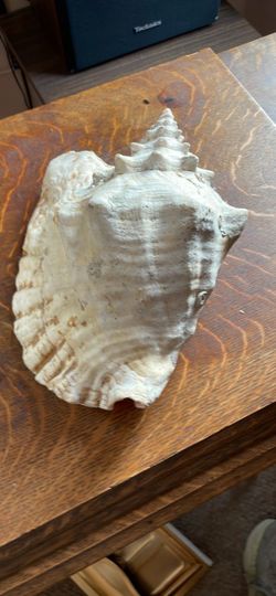 Sea shell