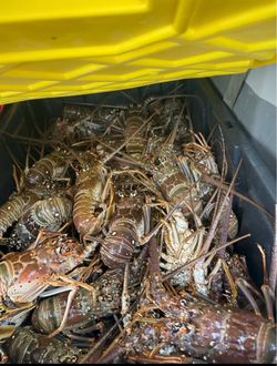 Fresh Lobster from the Florida keys