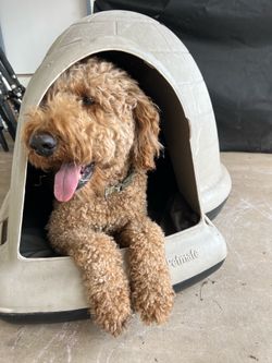 Dog house with Kong dog bed