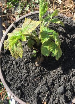 Raspberry plants