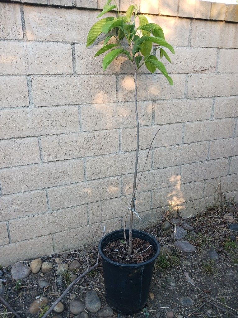 Sweetie Atemoya Plant