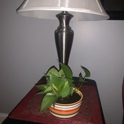 Live Plant