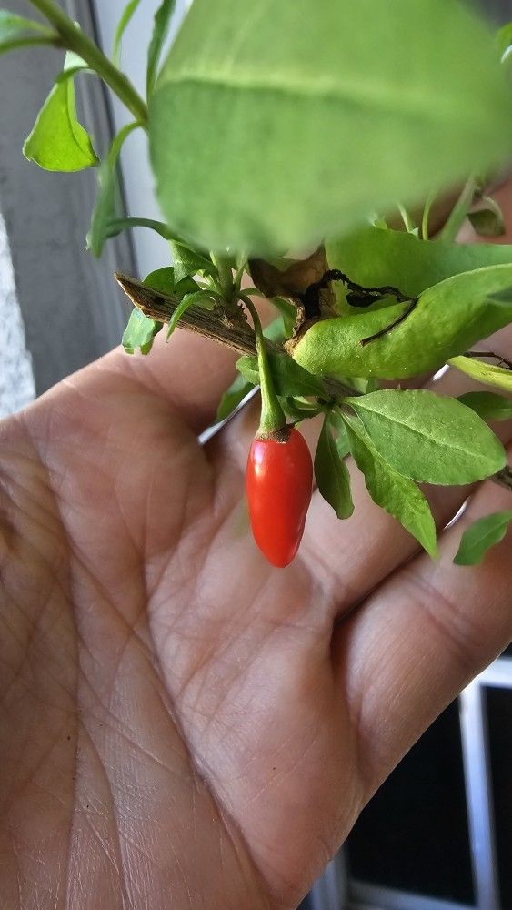 Goji Berry Plant, Rooted