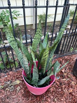 Snake plants