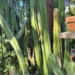 🌵  San Pedro & Blue Myrtle Cacti