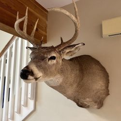 Deer Mount