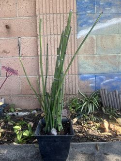 Potted Horsetail
