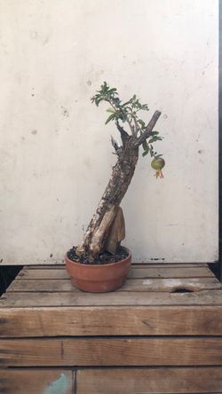 Pomegranate  Bonsai