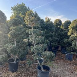 Euginia Bonsai