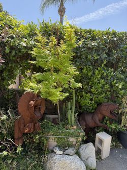 Japanese Maple Tree