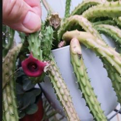 Stapelia Cactus Potted Plant No Thorns 