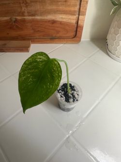 Monstera Devil Monster Grade A
