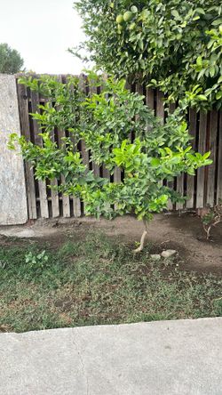 Arbol Lemon Amarillo