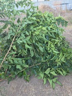 Mulberry leaves. FREE-99!