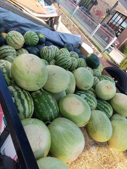 Texas Mud Watermelons