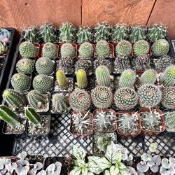 2” Succulents At $2 