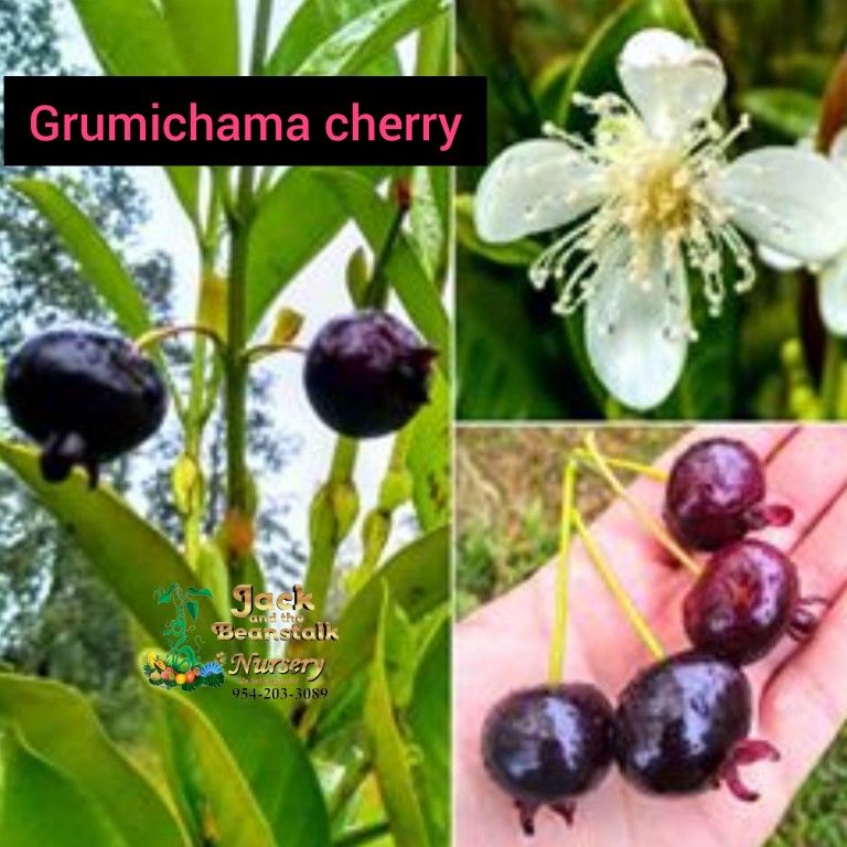 Grumichama Brazilian Cherry Dwarf Trees 3gal Arboles De Cereza Brasilera Grumichama