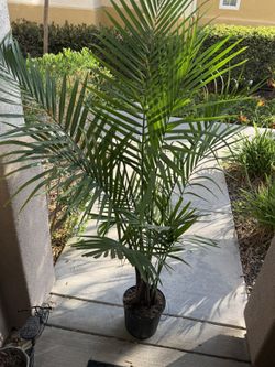 Palm