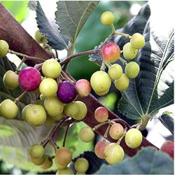 Sherbet Berry Plant (phalsa) 