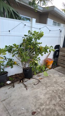 Clusia privacy hedge $5