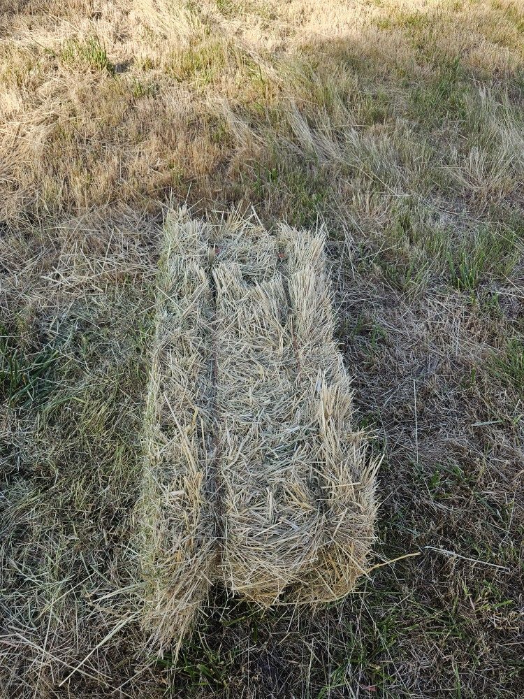 Grass Hay