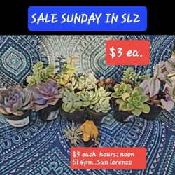 SUCCULENTS ONLY $3 EA..WOW PLUS MORE..SUNDAY NOON TIL 4PM SAN LORENZO