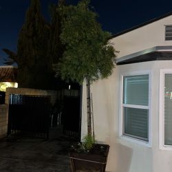 24 In Box Podocarpus Tree