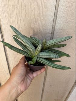 4” Sansiveria cylindrica ready for bigger pot