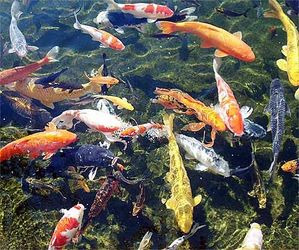 Koi pond decorations