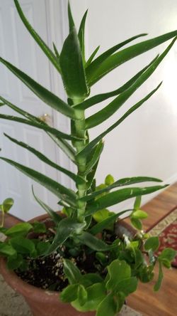 Aloe vera Healthy and best air purifying house plant in the new pot
