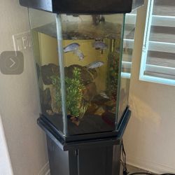 Fish Tank For Sale 