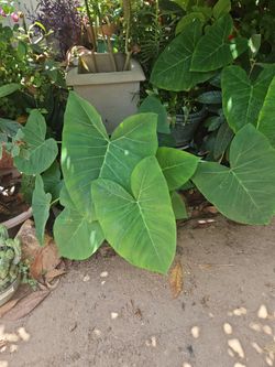 Giant Elephant Ears Plants Tropical  Beautiful  Drought Tolerant  Partial Sun / Shade