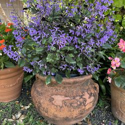Large Pot And flower