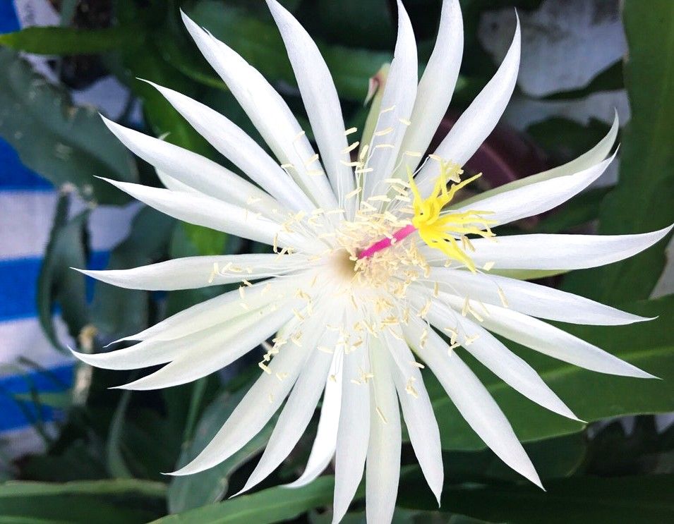 Epiphyllum Hookeri - ( Orchid Cactus )