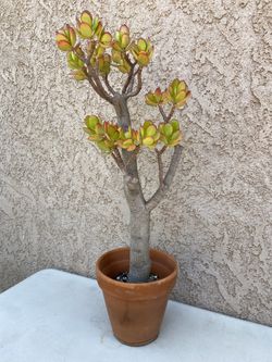 27” Jade Tree/Money Jade/Lucky Jade/Friendship Plant