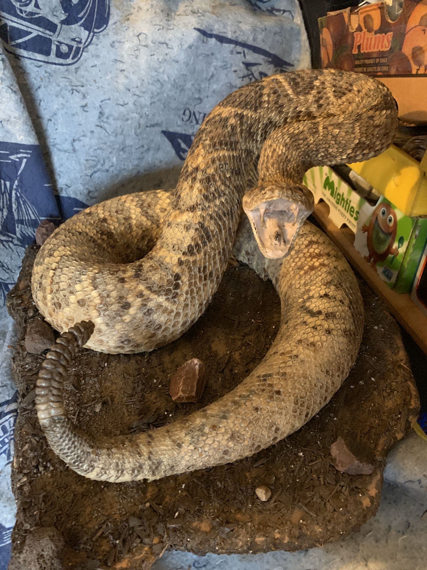 Taxidermy Eastern Diamondback rattle snake