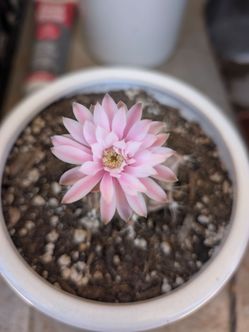 Gymnocalycium mihanovichii Pink Flower Cactus